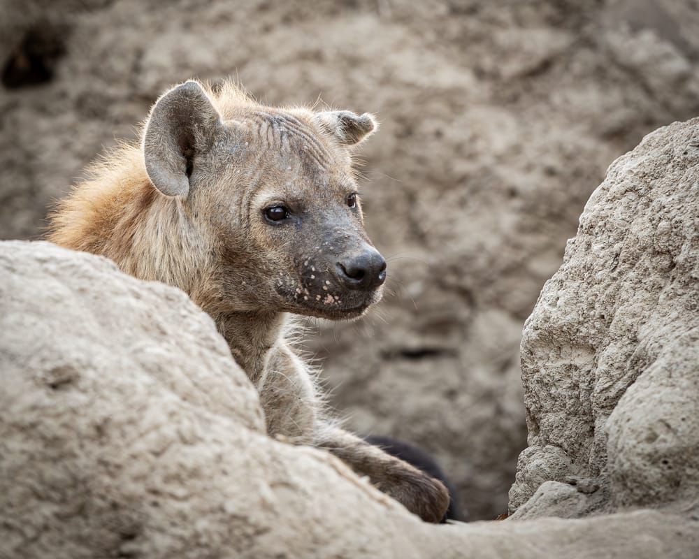 Hyena 2 Photography Art | Kasdenphotography.art