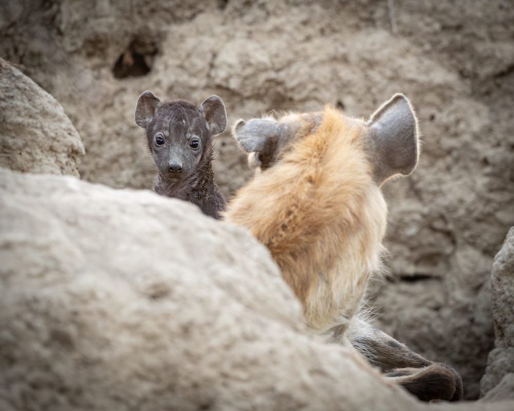 Shop Scott E Kasden photograph of hyena pup with mother 2