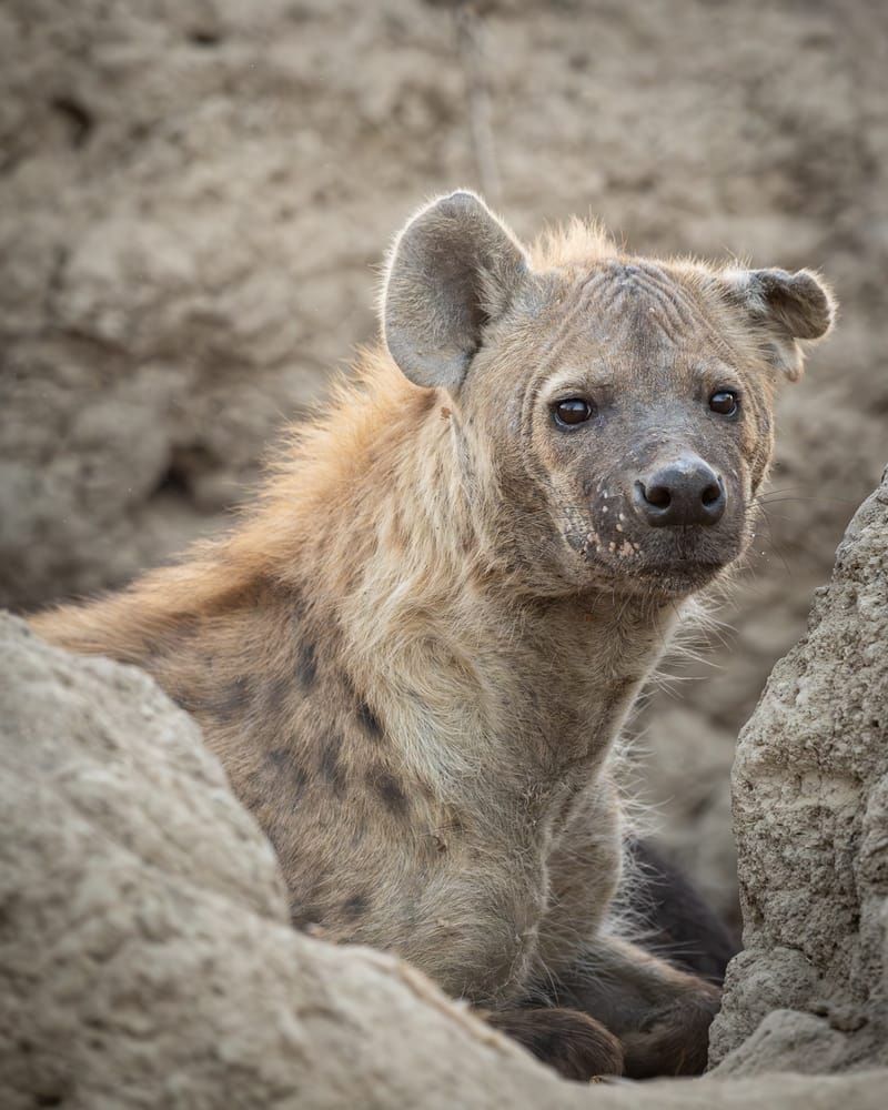 Hyena 3 Photography Art | Kasdenphotography.art