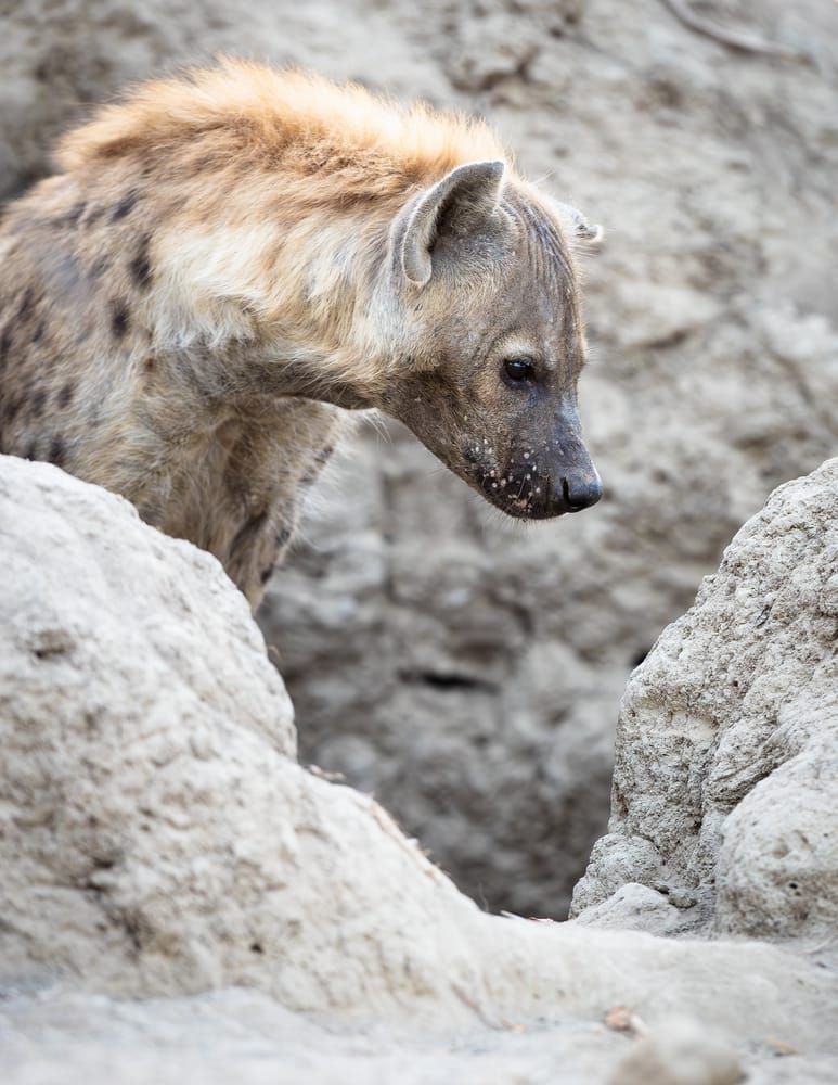 Hyena 1 Photography Art | Kasdenphotography.art