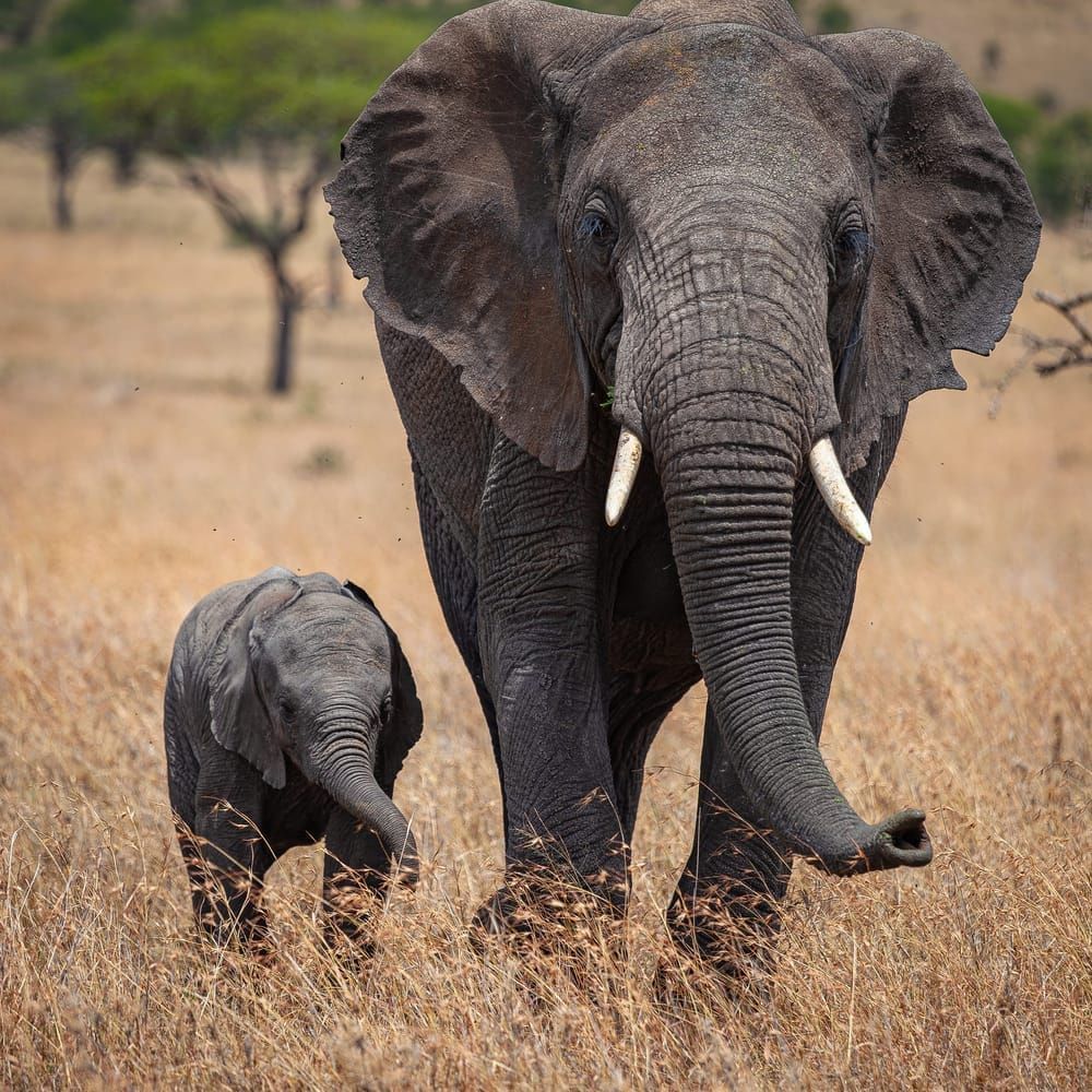 Scott Kasden Africa 2019 Elephant And Baby Ilhbes Photography Art | Kasdenphotography.art
