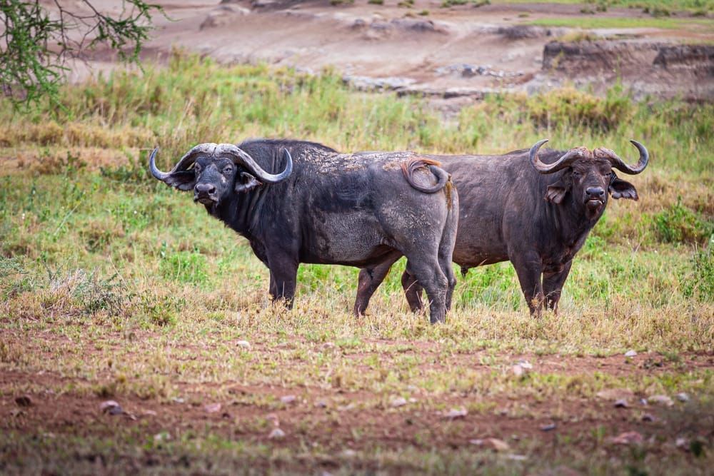 Scott Kasden | Shop Photo of two cape buffalos tail to tail
