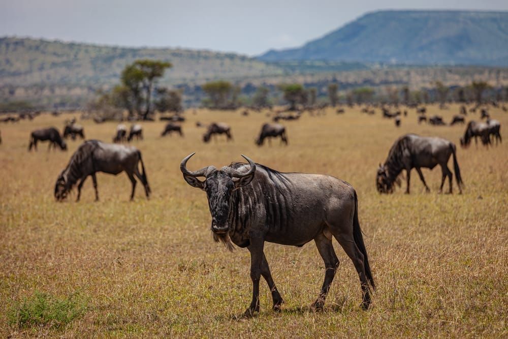 Scott Kasden | Shop Photo of grazing cape buffalo
