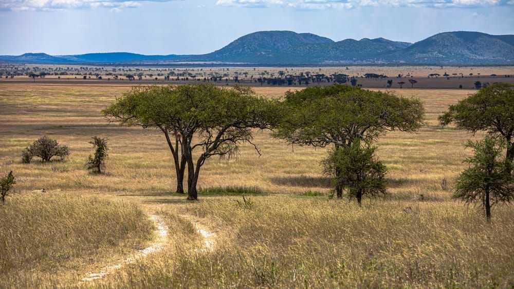 Scott Kasden | Shop photo of idyllic Serengeti dirt road.
