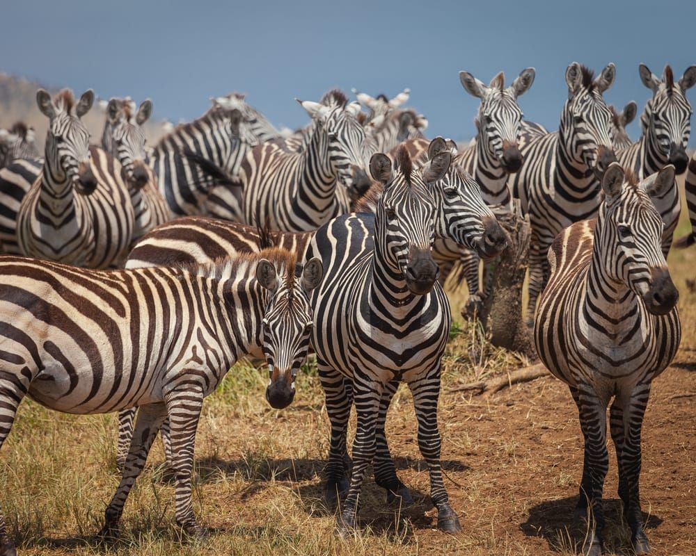 Scott Kasden | Shop Photo zebra herd grazing and watching
