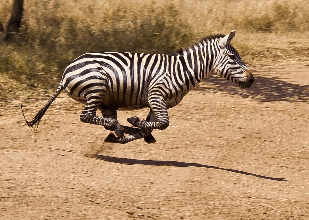 Scott Kasden | Shop Photo of zebra running hooves airborne
