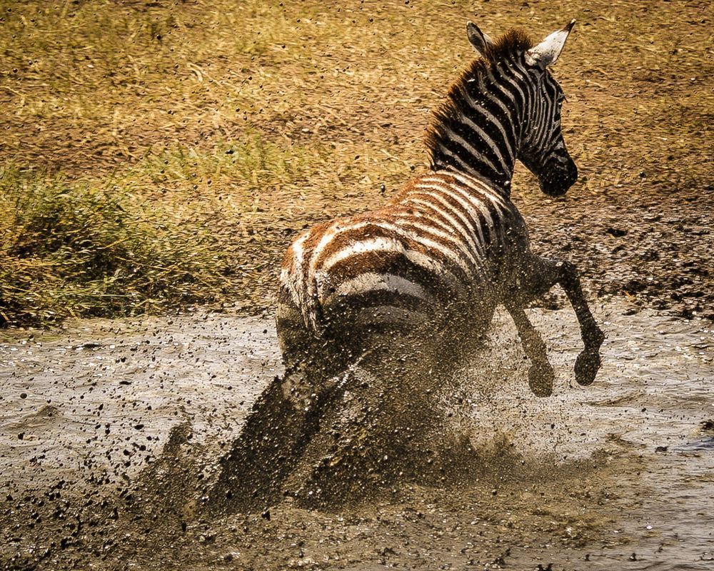 Scott Kasden | Shop Photo of lone zebra splashing in pond
