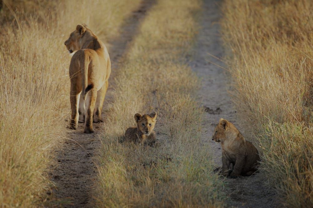 Lioness & Cubs In The Serengeti, Tanzania, On A Morning Stroll . Photography Art | Kasdenphotography.art