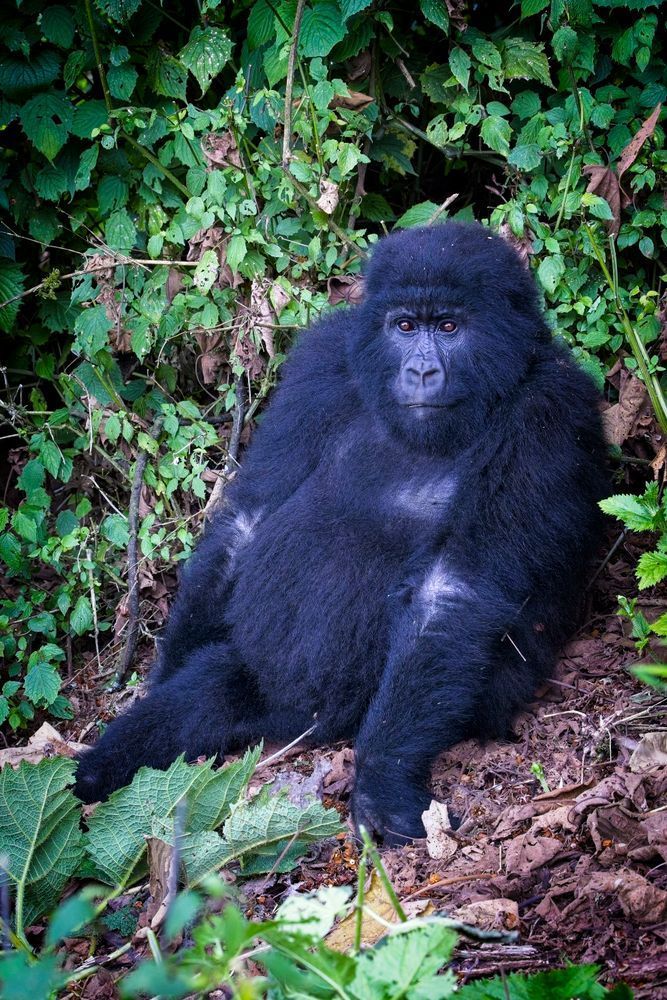 Scott kasden | Shop photo of young mountain gorilla relaxing
