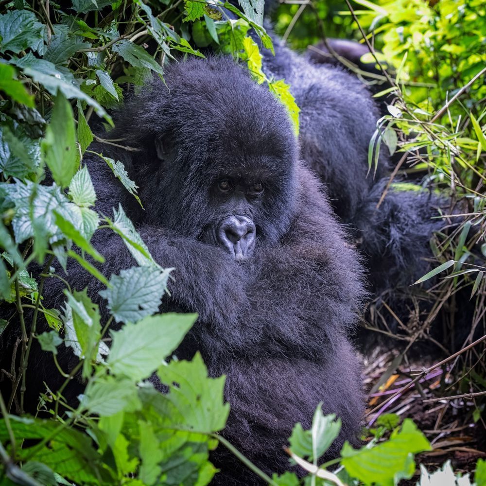 Scott Kasden | Shop photo of pouting Gorilla

