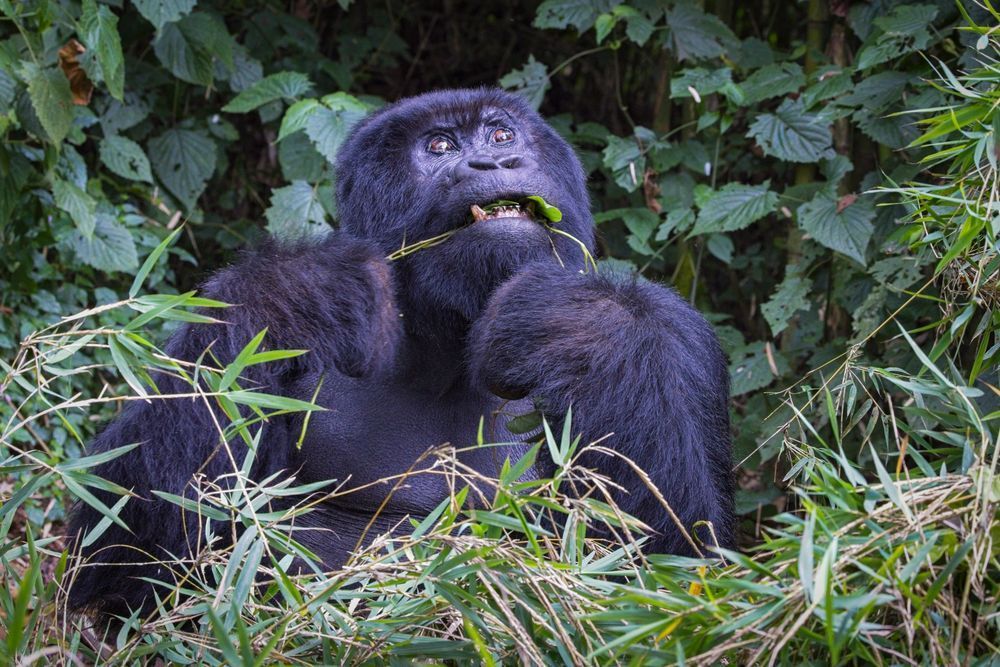 Scott Kasden | Shop Photo of Rwanda Gorilla savoring Grass