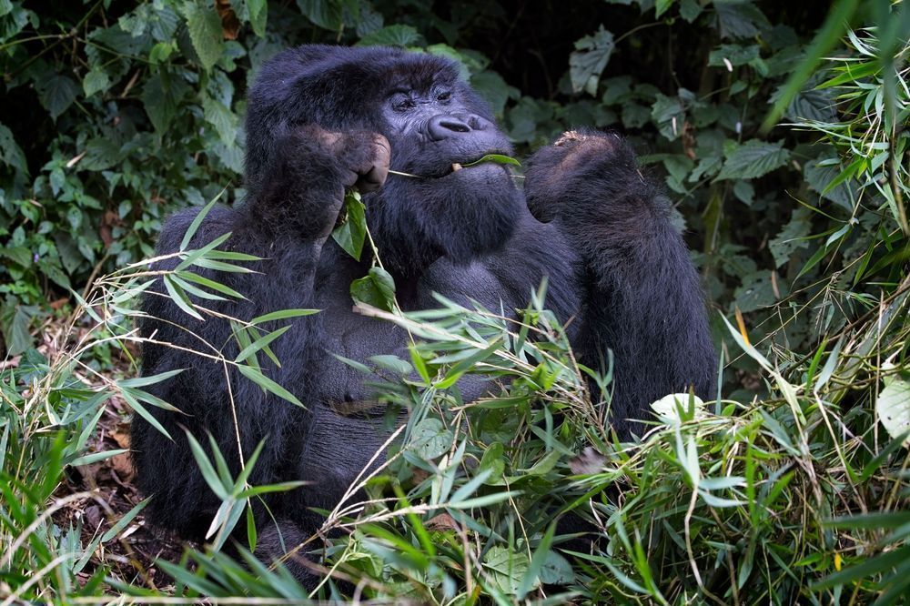 Scott Kasden | Shop Photograph of SilverBack Gorilla Eating