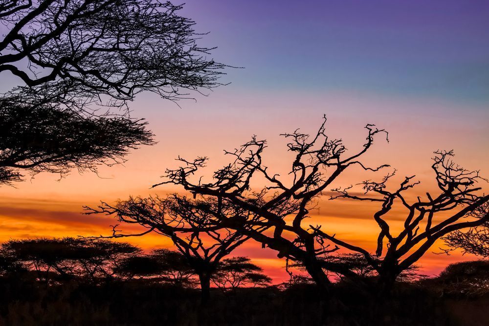 Scott kasden | Shop photo of sun setting over The Serengeti