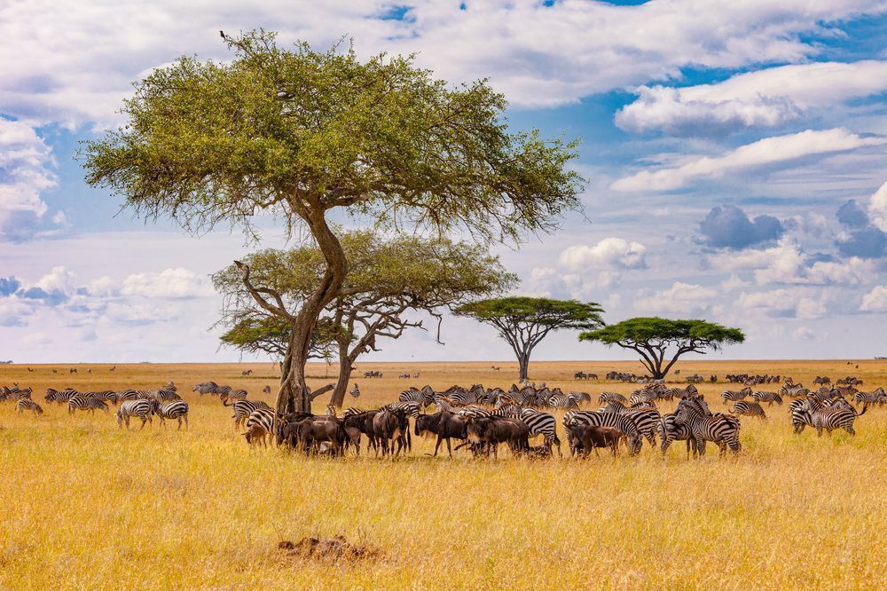 Scott Kasden | Shop photo of wildebeest and zebra under tree
