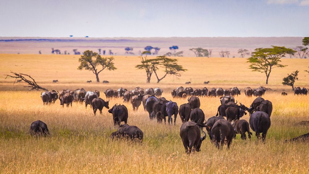 Scott Kasden | Shop Photo of cape buffalo migration