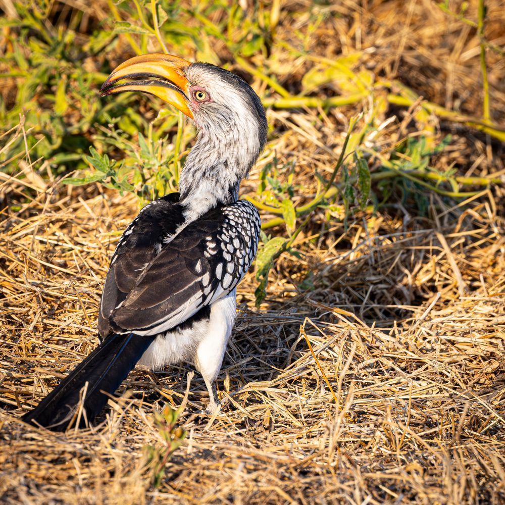 Southern Yellow Billed Hornbill Turned Head Photography Art | Kasdenphotography.art