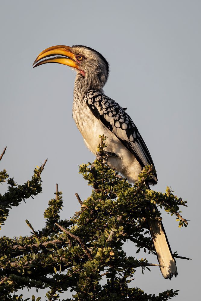 Southern Yellow Billed Hornbill 10 Photography Art | Kasdenphotography.art