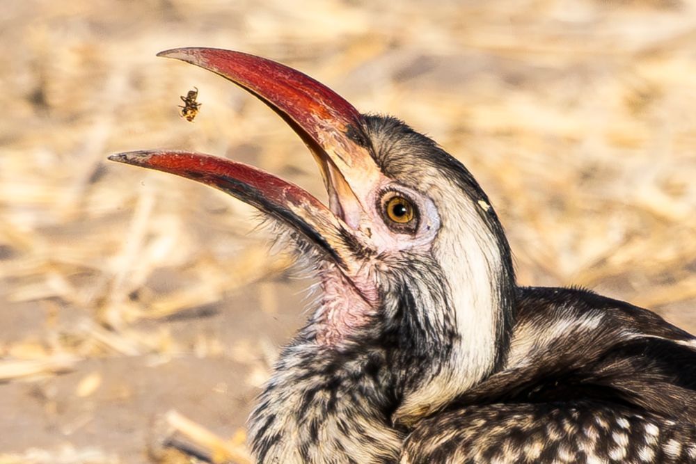 Southern Red Billed Hornbill Eating Bug Photography Art | Kasdenphotography.art
