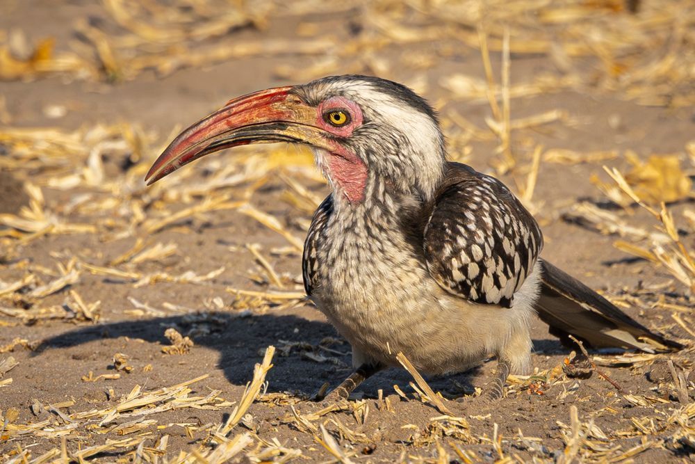 Southern Red Billed Hornbill Photography Art | Kasdenphotography.art