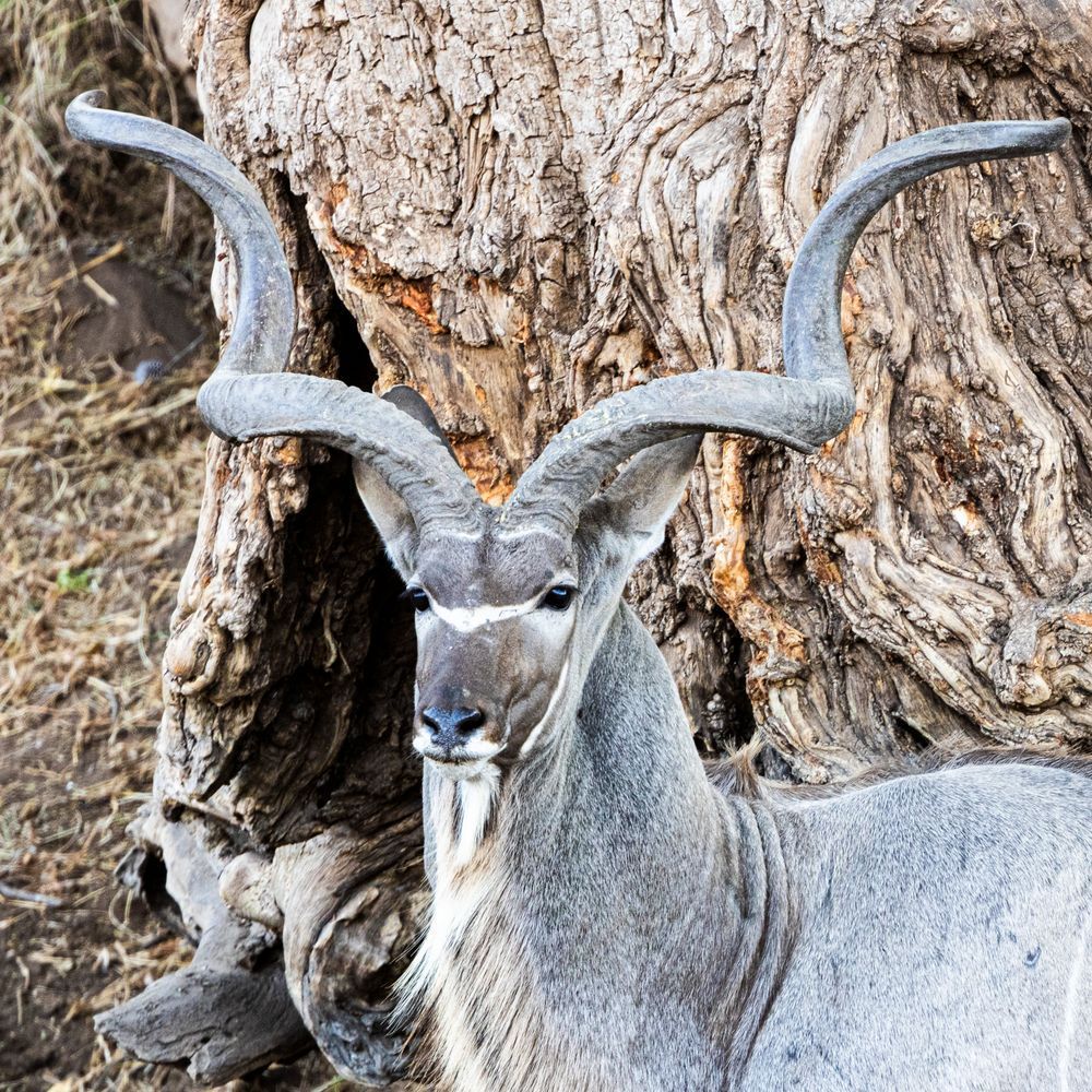 Scott Kasden | Shop Photograph of Spiral-Horned Antelope