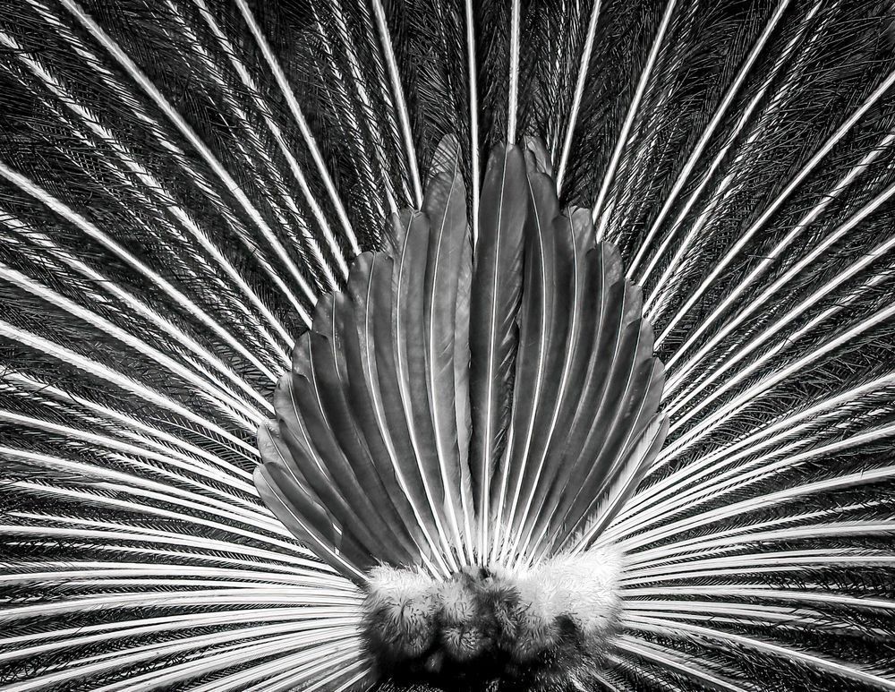 Scott kasden | Shop photo of peacock tail feathers in B&W
