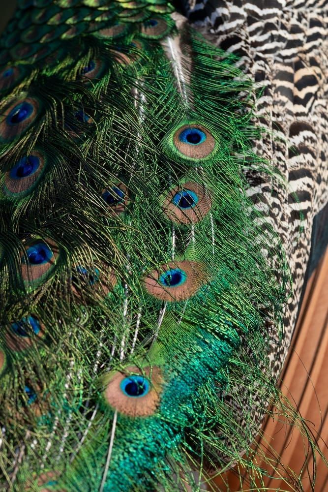 Kasden | Shop photo of male peacock feathers, on diagonal 