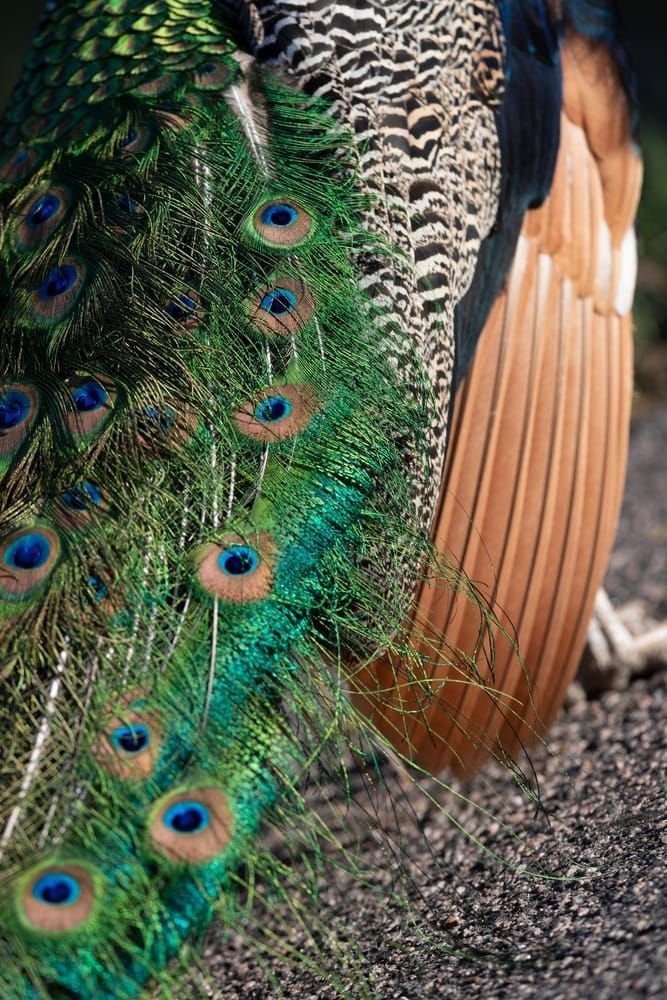 Scott kasden | Shop photo of vivid surreal peacock feathers