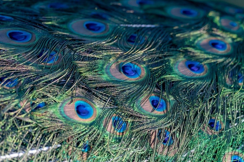 Scott Kasden | Shop close up photo lovely peacock feathers