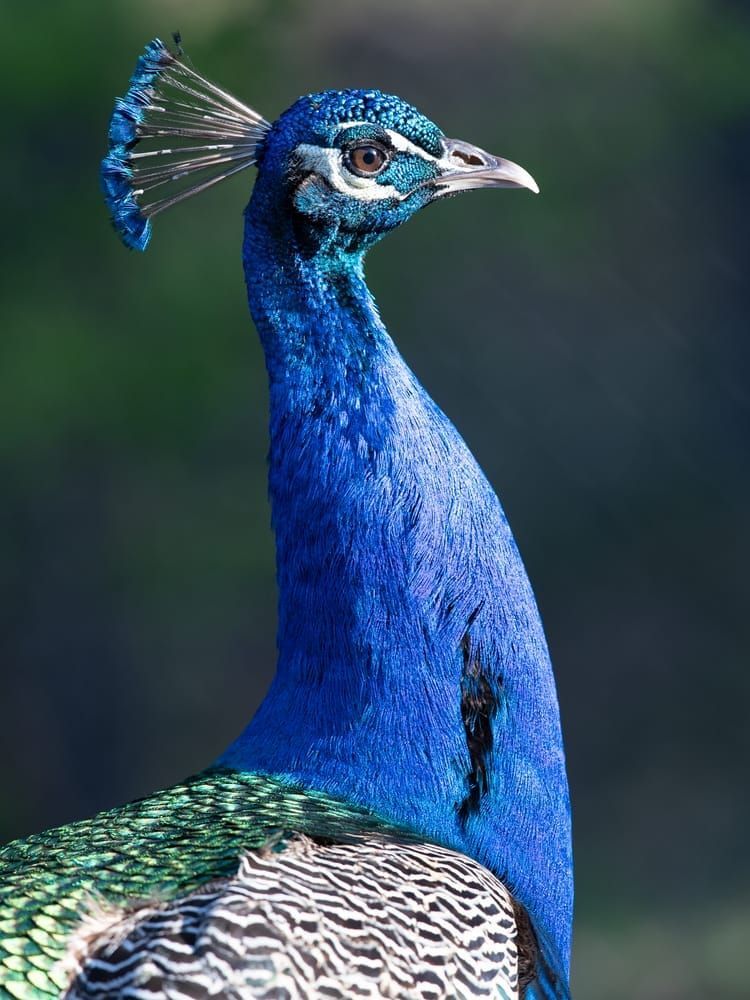 Scott kasden | Shop photo of male peacock, right profile