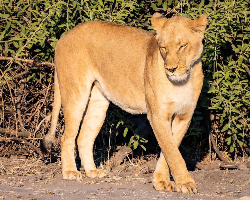 Receptive lioness looking for a mate