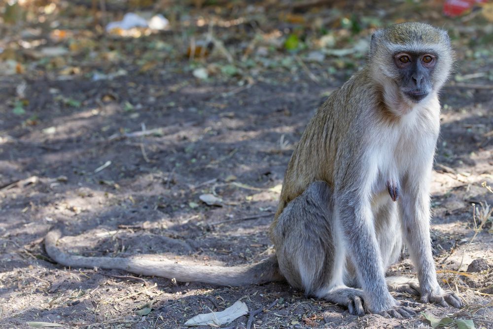 Vervet Monkey Female Photography Art | Kasdenphotography.art