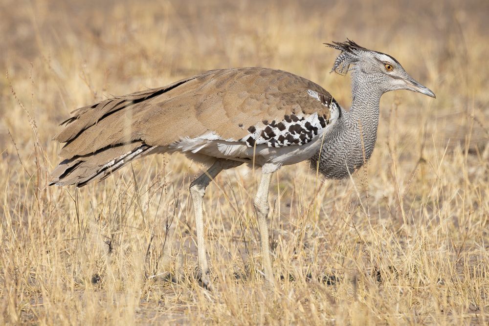 White Kori Bustard Side View 2 Photography Art | Kasdenphotography.art