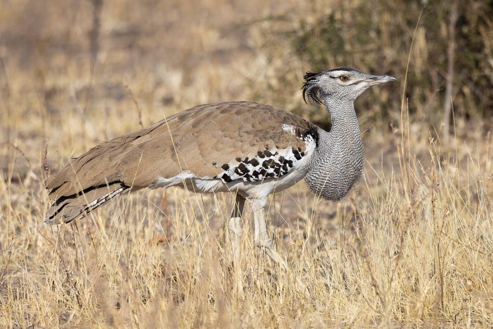 Scott kasden | White Kori Bustard Bird
