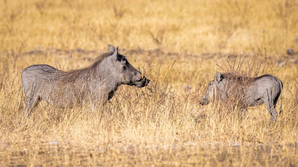 Warthog With Youth Photography Art | Kasdenphotography.art