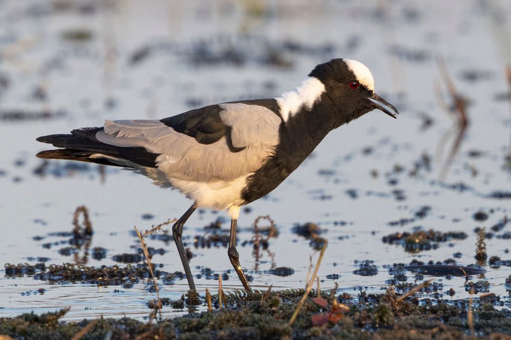 Scott kasden | Shop photo of Lapwing bird wading