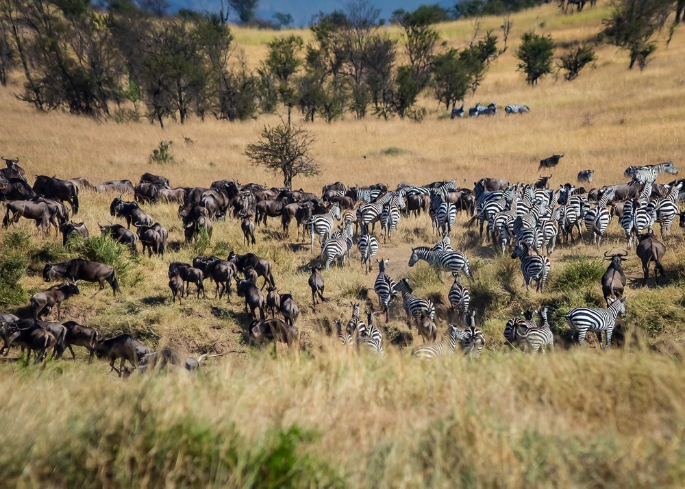 Scott Kasden | Shop Photo of wildebeest and zebra migration