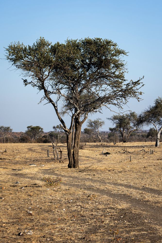  Scott kasden | Shop photo of vehicle tracks & Acacia tree