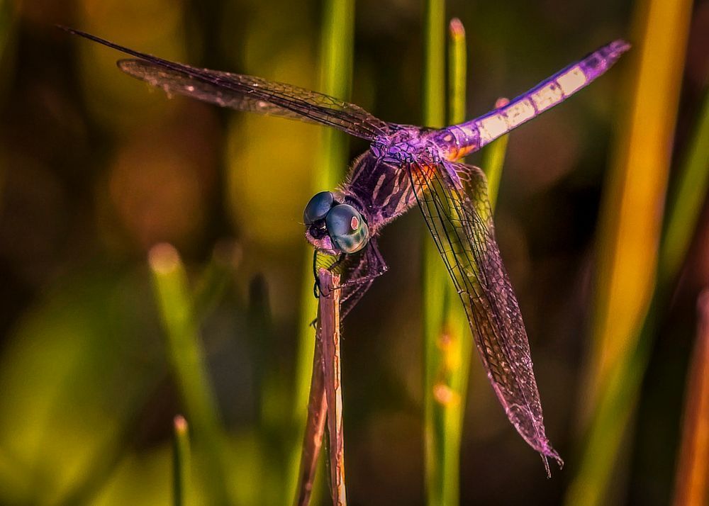  Scott Kasden | Shop Photograph Blue Dasher Dragonfly