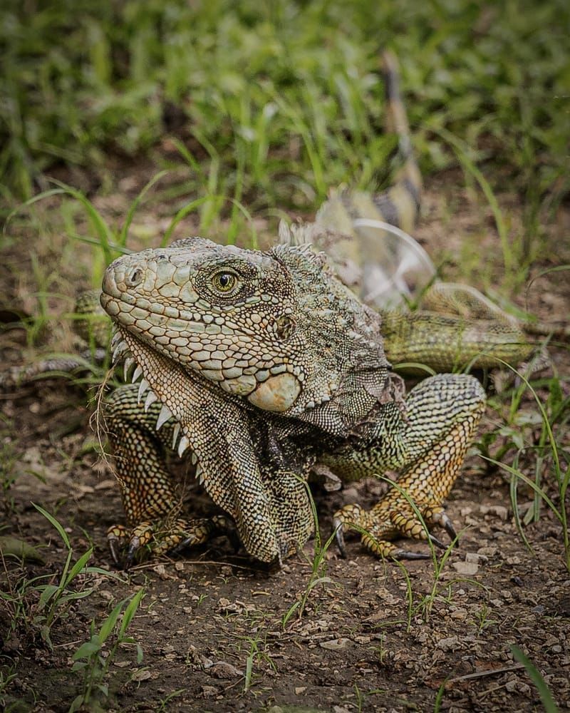 Ecuador Cuenca Street Scenes 8 A Photography Art | Kasdenphotography.art