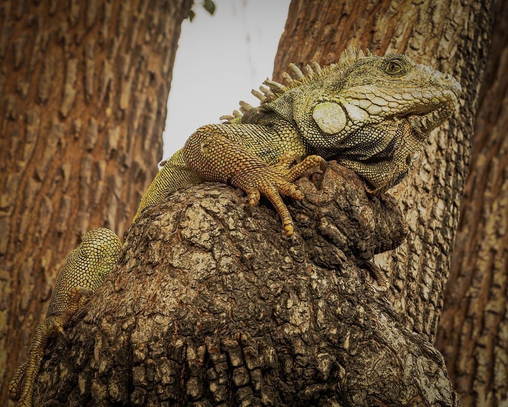 Scott Kasden | Shop photo iguana in tree, Guayaquil, Ecuador

