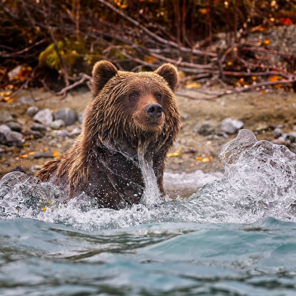 Scott Kasden | Shop Photograph of Grizzly in Lake Clark, AK.