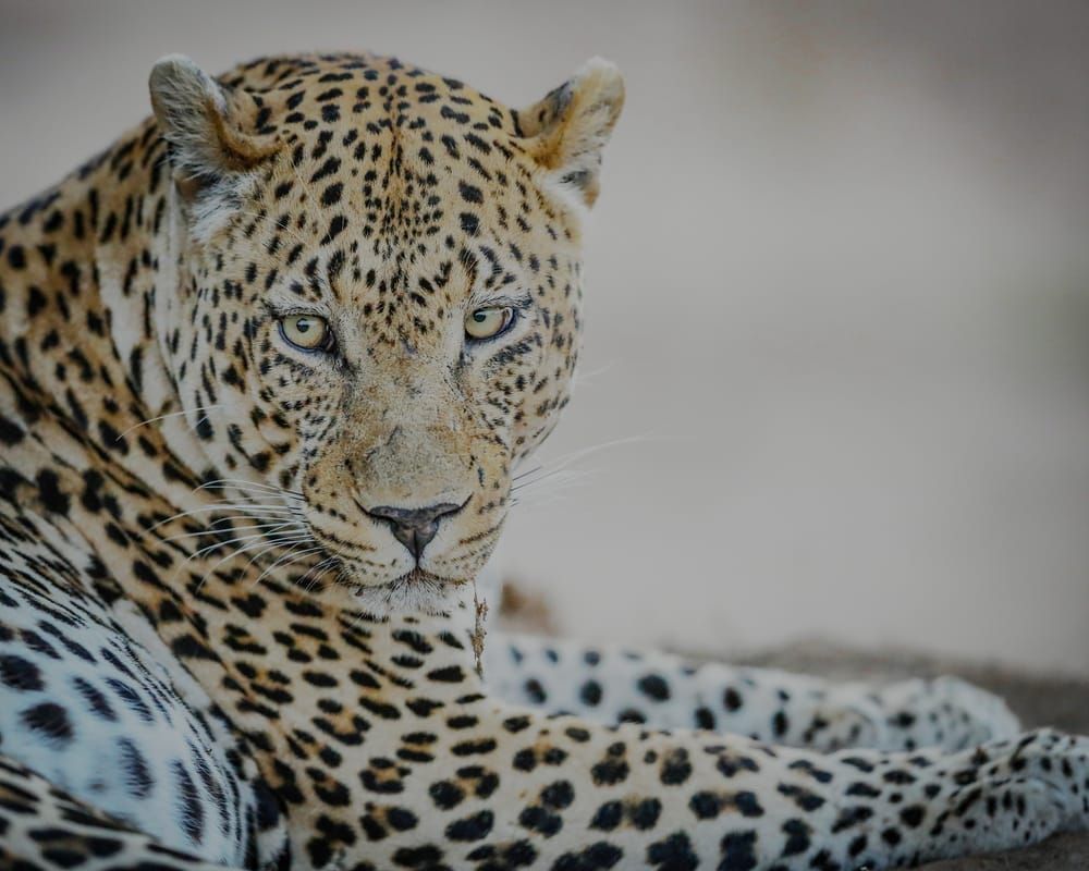 Scott Kasden | Shop Photograph Leopard making eye-contact