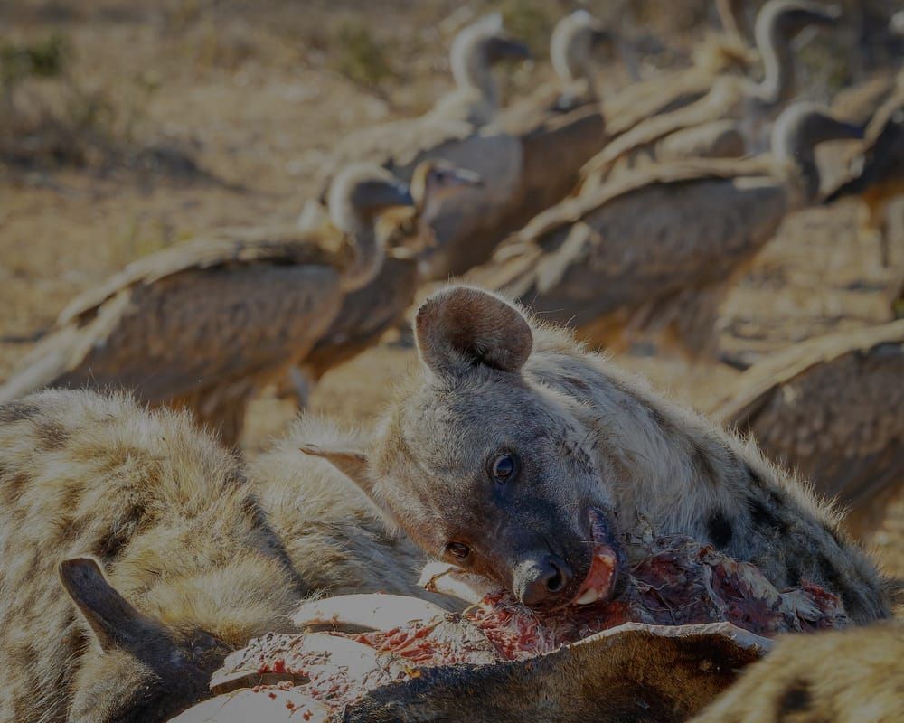 Hyenas & Vultures Feeding On Giraffe 2 Photography Art | Kasdenphotography.art