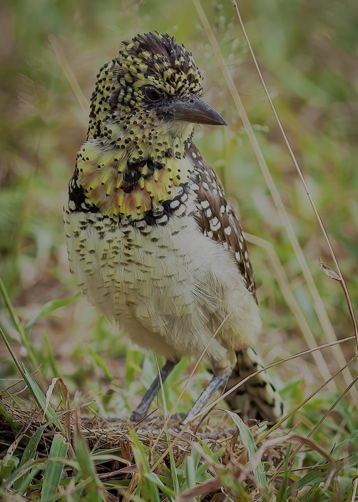 Serengeti Barbet 3 Photography Art | Kasdenphotography.art