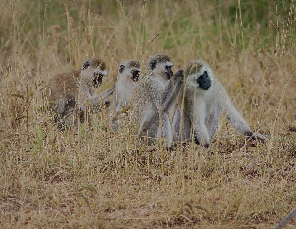 4 Vervets Grooming Photography Art | Kasdenphotography.art