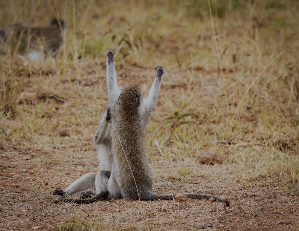 Serengetti 2 Vervets Grooming Photography Art | Kasdenphotography.art