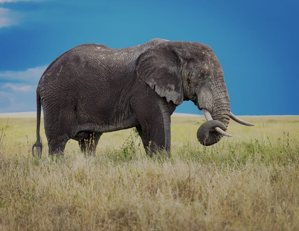 Scott Kasden | Shop Photo solitary elephant on The Serengeti