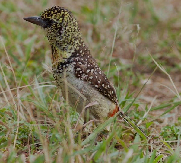 Barbet Photography Art | Kasdenphotography.art