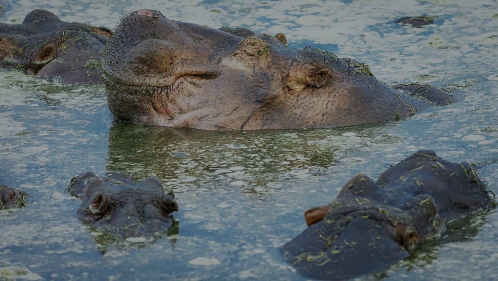 Scott Kasden 11 Retina Hippo Pool 1 Utexi4 Photography Art | Kasdenphotography.art