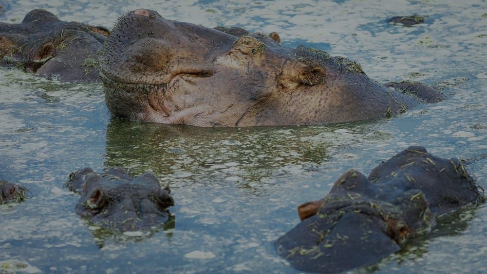Scott Kasden | Shop Photo of hippo in Retina Hippo Pool